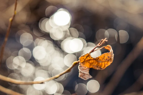 Dry leaf on blurred background — Stock Photo, Image