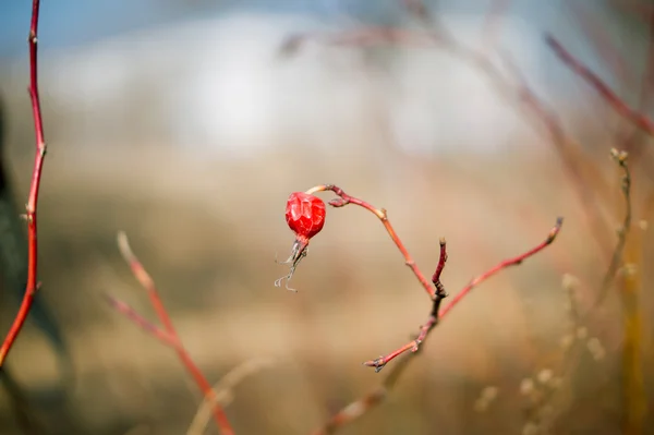 Dried berry of wild rose on branch — Stock Photo, Image