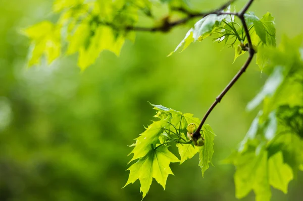 Folhas verdes de bordo em um ramo — Fotografia de Stock