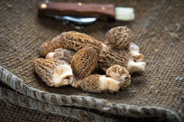 Fresh Morelle Mushrooms — Stock Photo, Image