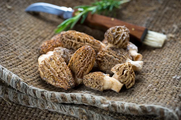 Fresh Morelle Mushrooms — Stock Photo, Image