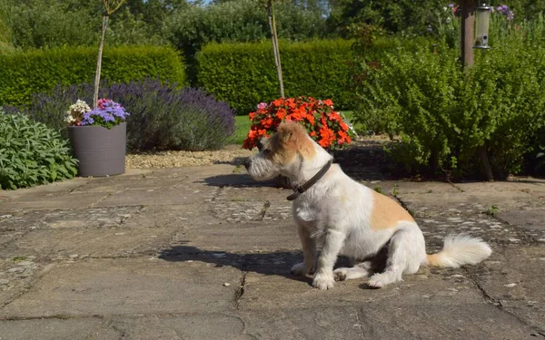 Cane Carino Con Una Faccia Gentile Seduto Nel Giardino Illuminato — Foto Stock