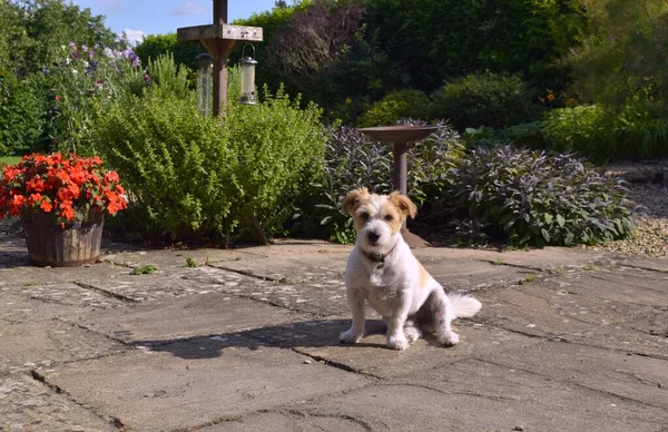 Słodki Pies Miłą Twarzą Siedzi Słonecznym Ogrodzie — Zdjęcie stockowe