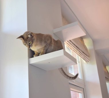 Tonkin kedisi safkan. Evin içinde muhteşem gözleri var..