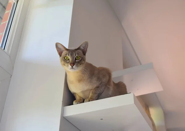 Tonkinská Kočka Čistokrevná Nádhernýma Očima Domácím Interiéru — Stock fotografie
