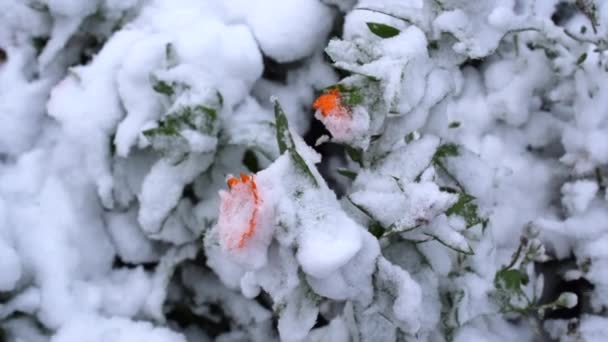 Bright orange flowers under thick white snow.