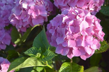 Güneşli bahçede pembe ortanca çiçek açar..