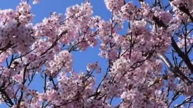 Mavi arka planda muhteşem kiraz ağaçları çiçek açar.