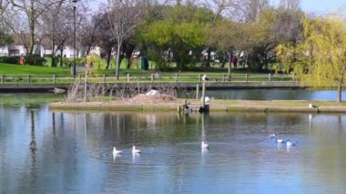 Güneşli bir günde İngiliz parkında yuva yapan kuğular..