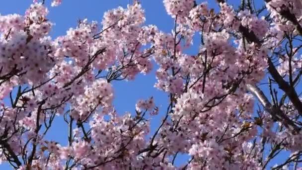 Hermoso árbol de cerezo florece sobre fondo de cielo azul — Vídeos de Stock