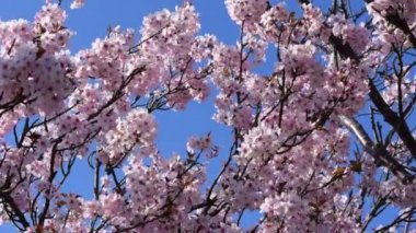 Mavi arka planda muhteşem kiraz ağacı çiçek açar, yavaş çekimde..