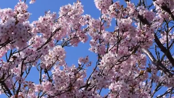 Splendidi fiori di ciliegio su sfondo cielo blu, rallentatore. — Video Stock