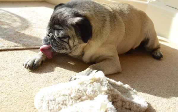 Funny Pug Dog Washing His Paws Sunlit Room — Stock Photo, Image