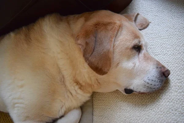 Durmiendo Cara Perro Labrador Con Expresión Triste — Foto de Stock