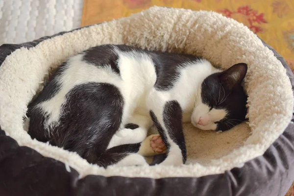 Černá Bílá Kočka Spí Doma Posteli — Stock fotografie