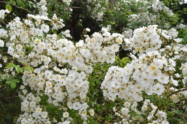 Trær Med Hvite Blomstrende Blomster – stockfoto