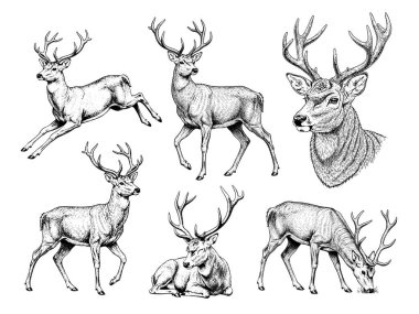 Elle çizilmiş geyik yetişkin çizimi pozları, detaylı eskiz klasik mürekkep stili.