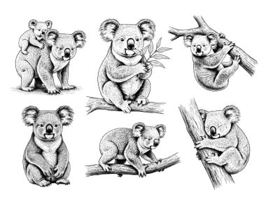 El çizimi Koala illüstrasyon seti pozları, detaylı taslak klasik mürekkep biçimi