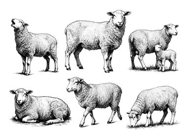 El çizimi Koyun çizimi çizimi çizim dizisi pozları, detaylı eskiz klasik mürekkep biçimi