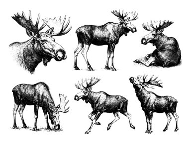 El çizimi Moose çizimi çizim çizimi pozları, detaylı taslak klasik mürekkep biçimi