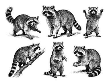 El çizimi Rakun çizimi çizim dizisi pozları, detaylı eskiz klasik mürekkep biçimi