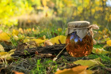Bir kavanoz ıhlamur balı ve keten kumaşa sarılı kekik yaprakları ile bir sonbahar manzarasının arka planına sarılı sarı yapraklarla.