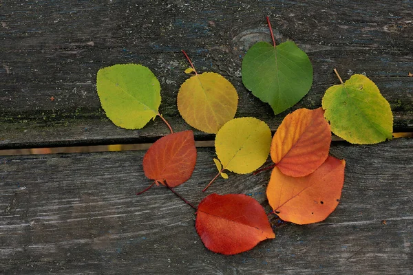 Цветные Листья Абрикоса Зеленого Красного Старом Деревянном Фоне Радуга Опавших — стоковое фото