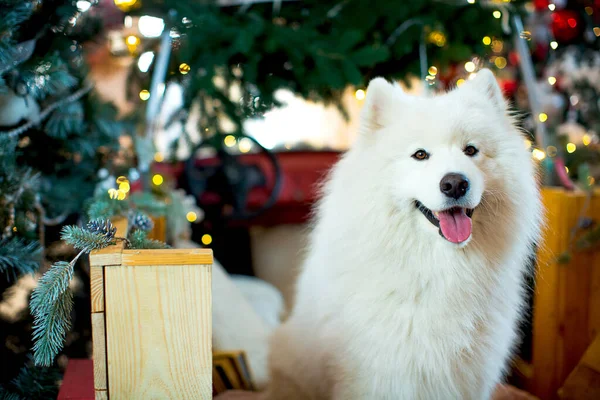 Grande Bianco Soffice Samoyed Siede Sul Retro Una Macchina Rossa — Foto Stock