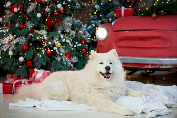 A large white fluffy Samoyed lies on a white fleece blanket in New Year's decorations against the backdrop of a decorated red car, a Christmas tree and gifts. Happy New Year greeting card