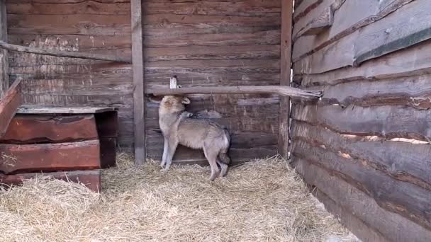 Loba Pajarito Refugio Animales Rehabilitación — Vídeos de Stock