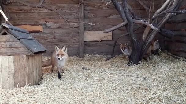 Zorros Están Siendo Tratados Refugio Una Jaula Madera Una Cama — Vídeos de Stock