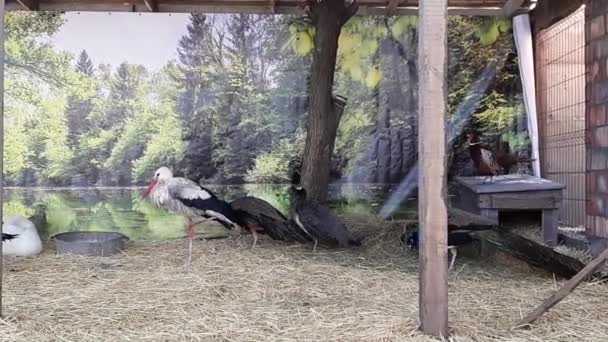 Aves Selvagens Reabilitação Num Abrigo Para Animais Cegonha Cisne Pavões — Vídeo de Stock