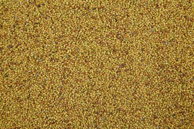 Tatlı yonca (Melilot). Yumuşak, aromatik tıbbi bir bitki. Tohum arkaplanı