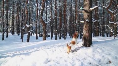 Beyaz-kahverengi dişi Jack Russell Terrier karla kaplı kozalaklı bir ormanda baloya atlamaya çalışıyor.