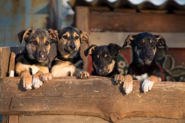 Dört kırma köpek yavrusu bir hayvan barınağından gizlice dışarı bakıyor.