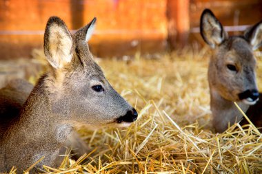 Bir yaban hayatı barınağında saman yatağında bir geyiğin yakın plan portresi.