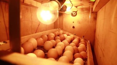 Ev yapımı bir kuluçka makinesinde tavuk yumurtası ve parlak lambalar.