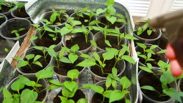 Bevattning Paprika Plantor Med Manuell Sprinkler Växande Paprika — Stockvideo