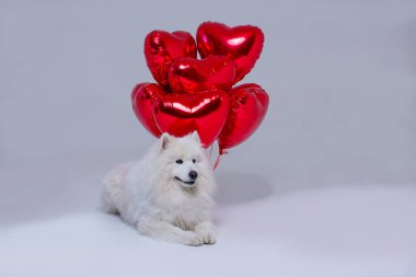 Beyaz tüylü Samoyed köpeği kırmızı şişme kalplerle gri bir arka planda yatar. Sevgililer Günün kutlu olsun. İyi ki doğdun
