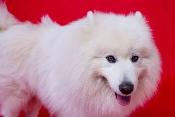 Білий Пухнастий Собака Самойда Порода Червоному Тлі Крупним Планом — стокове фото