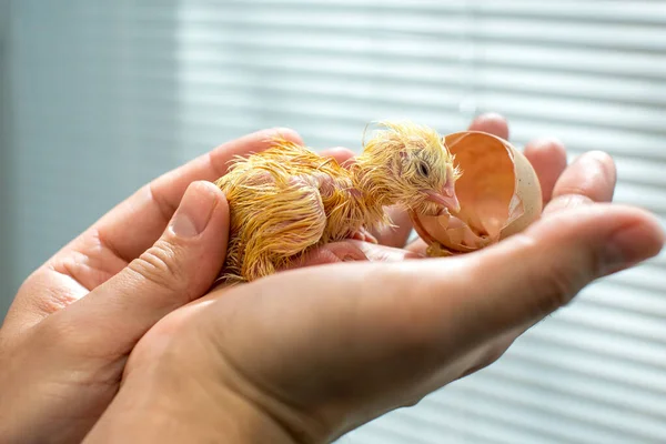 Natte Pasgeboren Kuiken Net Uit Het Handpalmen — Stockfoto