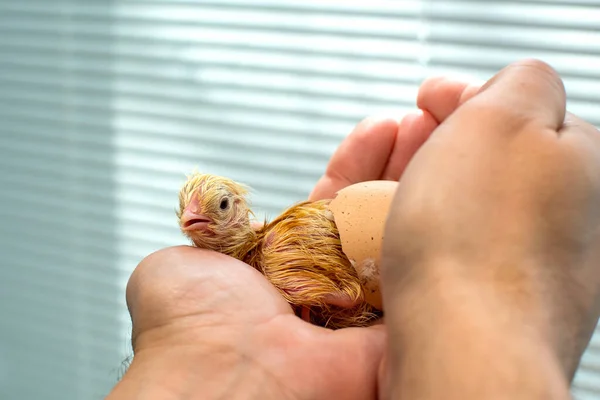 Poussin Nouveau Humide Juste Émergeant Oeuf Sur Les Paumes — Photo