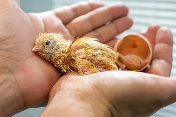 Natte Pasgeboren Kuiken Net Uit Het Handpalmen — Stockfoto