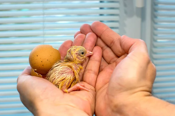 Pollito Recién Nacido Mojado Que Acaba Salir Del Huevo Las —  Fotos de Stock