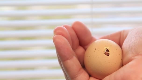 Beak Unborn Chicken Breaks Egg Shell — Stock Video