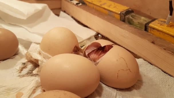 Рождение Цыпленка Яйца Инкубаторе — стоковое видео