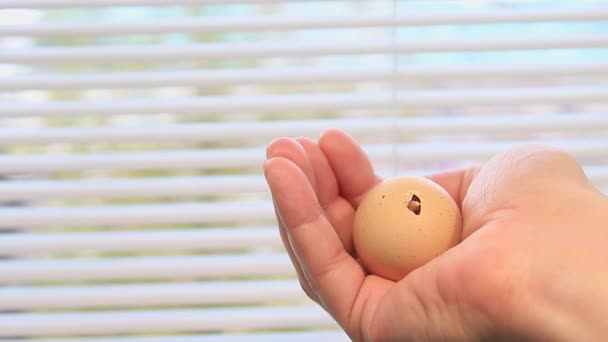 Snavel Van Een Ongeboren Kip Breekt Door Eierschaal — Stockvideo