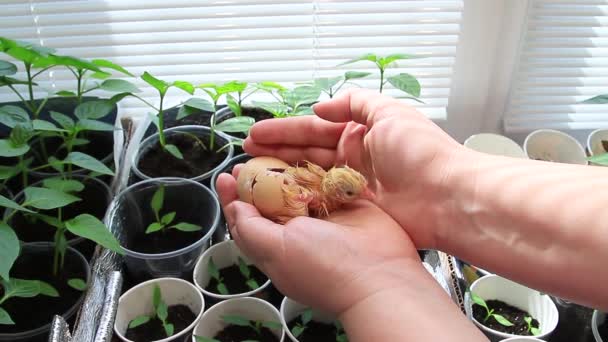 Une Nouvelle Vie Naissance Poulet Partir Œuf Sur Les Paumes — Video