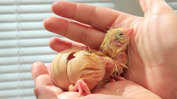 Nytt Liv Födelsen Kyckling Från Ett Ägg Handflatorna — Stockvideo