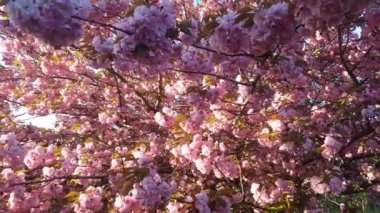 Sabah güneşinde çiçek açan pembe sakura. Yetmiş yıllık ağaçlar.